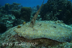 A flounder sitting on top of come coral. Usually they are... by Joseph Lambert 